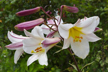 Load image into Gallery viewer, Regale Trumpet Lily