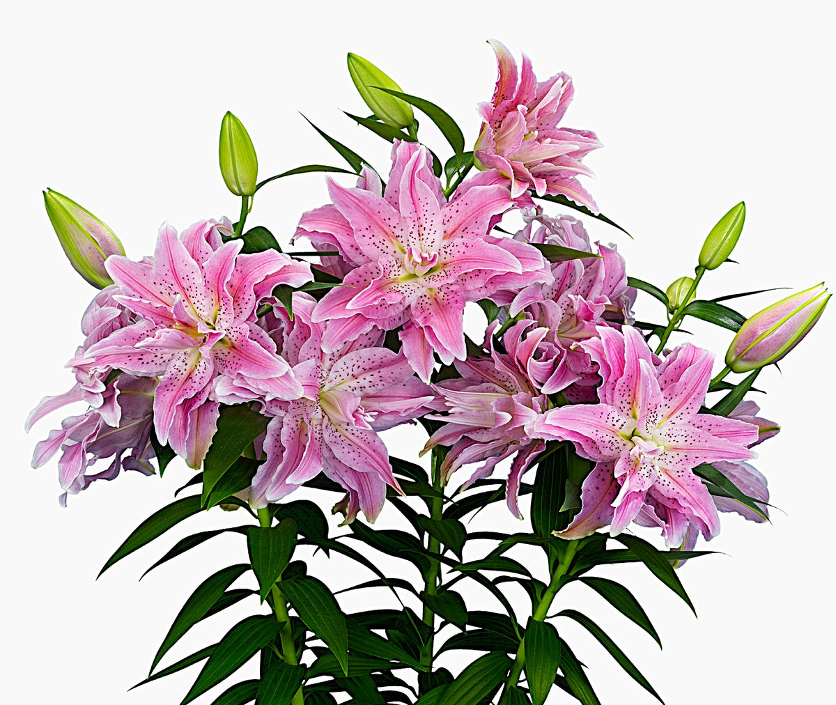 Azra Double Oriental Lily – The Lily Pad Bulb Farm