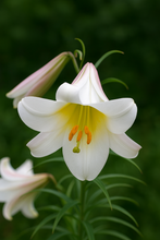 Load image into Gallery viewer, Regale Trumpet Lily