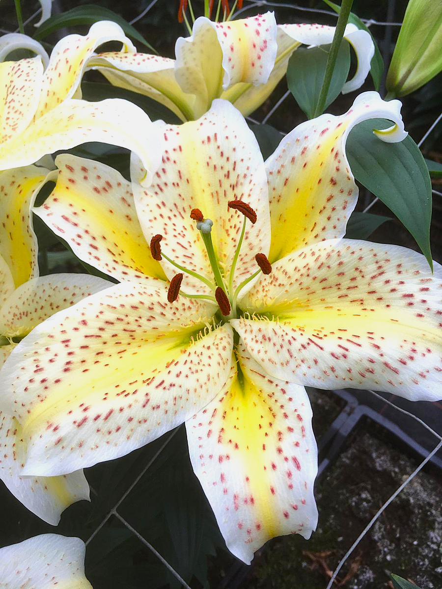 moon lily flower meaning Tiger Moon Oriental Lily