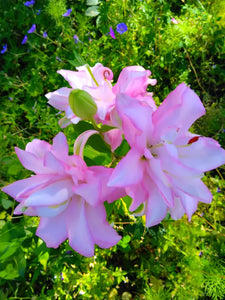 Anouska Double Oriental Lily