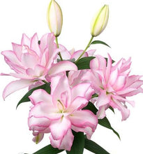 Load image into Gallery viewer, Anouska Double Oriental Lily