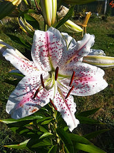 Load image into Gallery viewer, Muscadet Oriental Lily