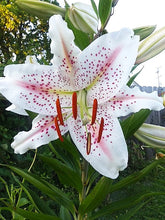 Load image into Gallery viewer, Muscadet Oriental Lily