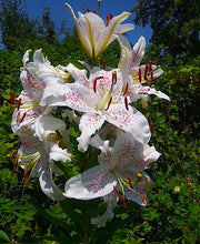 Load image into Gallery viewer, Muscadet Oriental Lily