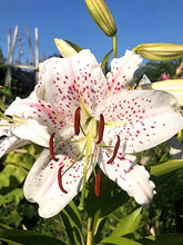 Load image into Gallery viewer, Muscadet Oriental Lily