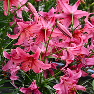Pink Flight Asiatic Lily