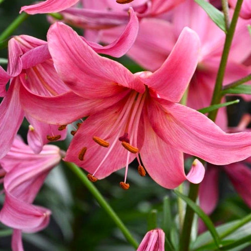 Pink Flight Asiatic Lily