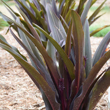 Load image into Gallery viewer, Eucomis Purple Reign