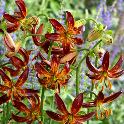 asiatic lily queen of the night Arabian Knight Martagon Lily – The Lily Pad Bulb Farm