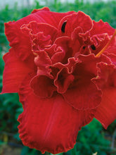 Load image into Gallery viewer, Moses Fire Daylily