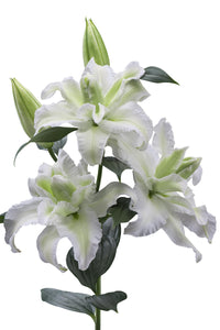 Empress Double Oriental Lily
