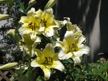 Load image into Gallery viewer, Conca d'Or Orienpet Hybrid Lily