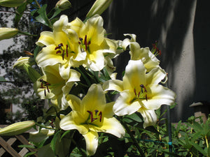 Conca d'Or Orienpet Hybrid Lily