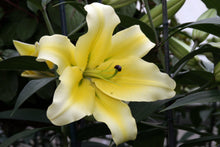 Load image into Gallery viewer, Conca d'Or Orienpet Hybrid Lily