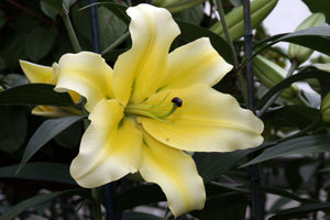 Conca d'Or Orienpet Hybrid Lily