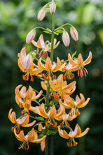Load image into Gallery viewer, Guinea Gold Martagon Lily
