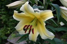 Load image into Gallery viewer, Conca d'Or Orienpet Hybrid Lily