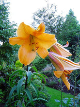 Load image into Gallery viewer, African Queen Trumpet Lily