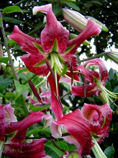 black beauty asiatic lily Black Beauty Orienpet Hybrid Lily