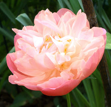 Load image into Gallery viewer, Pink Hawaiian Coral Bush Peony