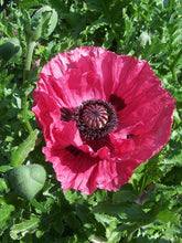 Load image into Gallery viewer, Harlem Poppy