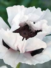 Load image into Gallery viewer, Snow Goose Poppy