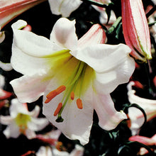 Load image into Gallery viewer, Regale Trumpet Lily