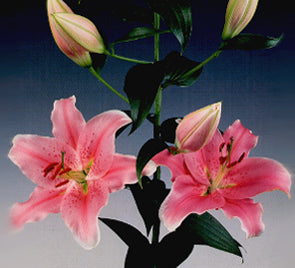 Sorbonne Oriental Lily