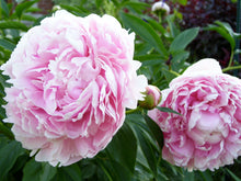 Load image into Gallery viewer, Sarah Bernhart Bush Peony