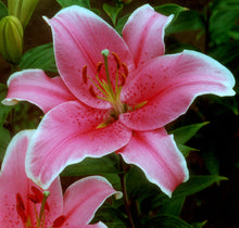 Load image into Gallery viewer, Sorbonne Oriental Lily
