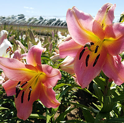 Zelmira Orienpet Hybrid Lily – The Lily Pad Bulb Farm