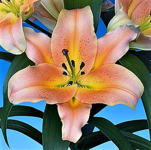 Zelmira Orienpet Hybrid Lily