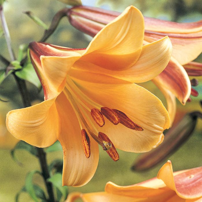 african queen lily flower African Queen Trumpet Lily