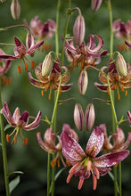 Load image into Gallery viewer, Alberta Morning Martagon Lily