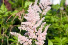 Load image into Gallery viewer, Astilbe Peach Blossom