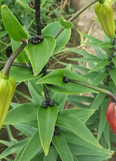 tiger lily plant seeds Tiger Lily Species Lily