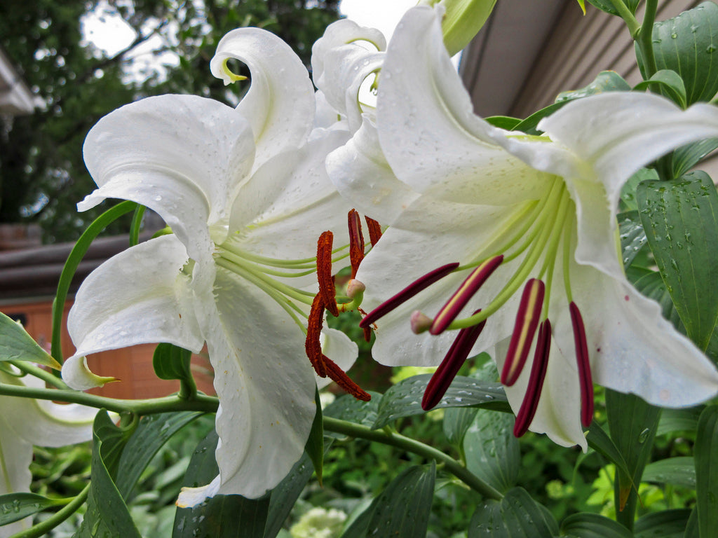 lily guinea white Casa Blanca Oriental Lily – The Lily Pad Bulb Farm