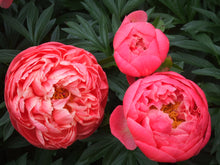 Load image into Gallery viewer, Coral Charm Bush Peony