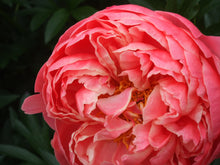 Load image into Gallery viewer, Coral Charm Bush Peony