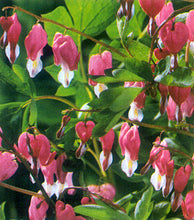 Load image into Gallery viewer, Dicentra Spectabilis (Bleeding Heart)