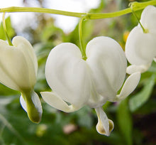 Load image into Gallery viewer, Dicentra Alba