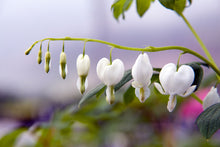 Load image into Gallery viewer, Dicentra Alba