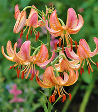 Load image into Gallery viewer, Fairy Morning Martagon Lily