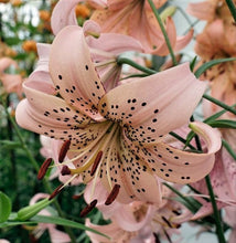 Load image into Gallery viewer, Giant Pink Tiger Lily