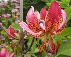 Manitoba Morning Martagon Lily