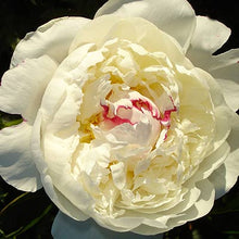 Load image into Gallery viewer, Monsieur Dupont Bush Peony