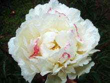 Load image into Gallery viewer, Monsieur Dupont Bush Peony