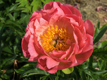 Load image into Gallery viewer, Pink Hawaiian Coral Bush Peony
