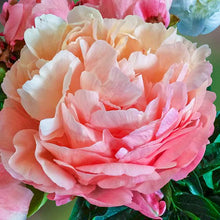 Load image into Gallery viewer, Pink Hawaiian Coral Bush Peony